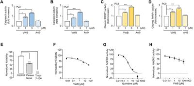 Discovery of a novel natural compound, vitekwangin B, with ANO1 protein reduction properties and anticancer potential